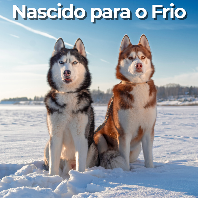 Jaqueta Siberian Premium
